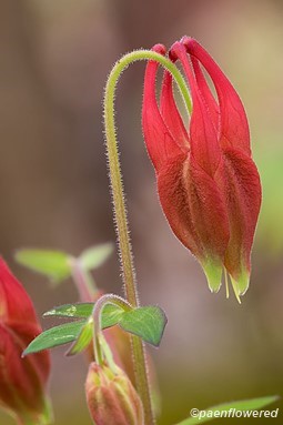 Flowers soon to open